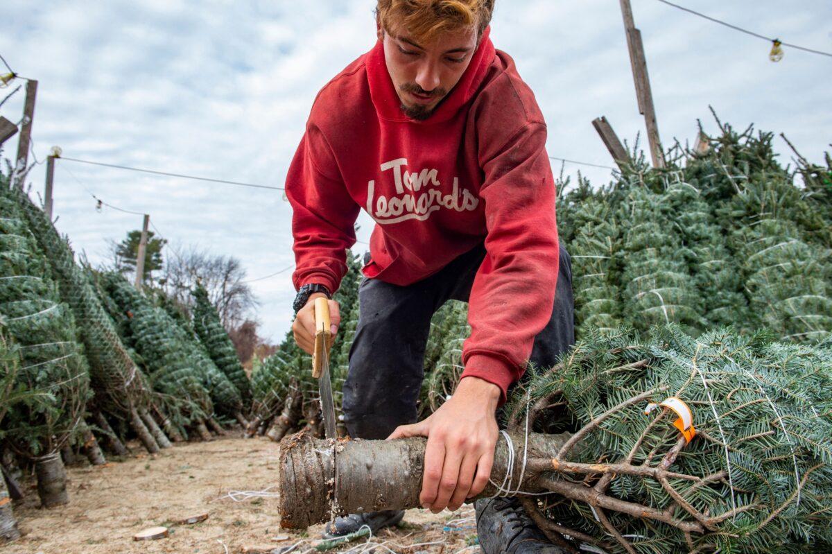 Nick Ferrari trims the base of a tree that has just been purchased at North Pole Xmas Trees in Nashua, New Hampshire on Nov. 21, 2021. (JOSEPH PREZIOSO/AFP via Getty Images)