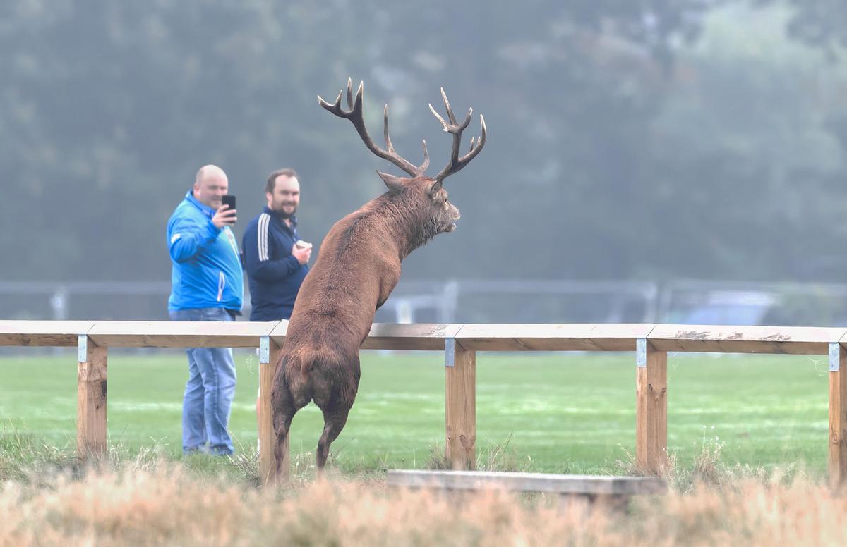 A red deer interrupts a youth football match at Bushy Park Sports Club, London. (SWNS)