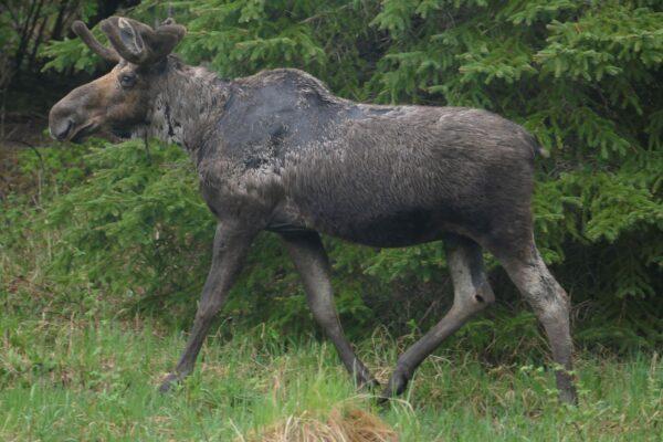 A moose is seen in Isle Royale, Mich., in this file photo. (Sarah Hoy/Michigan Tech University via AP)