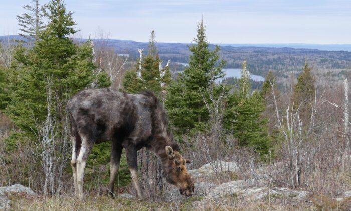 Warmer Summers Worsen Tick Infestations for US Moose: Study