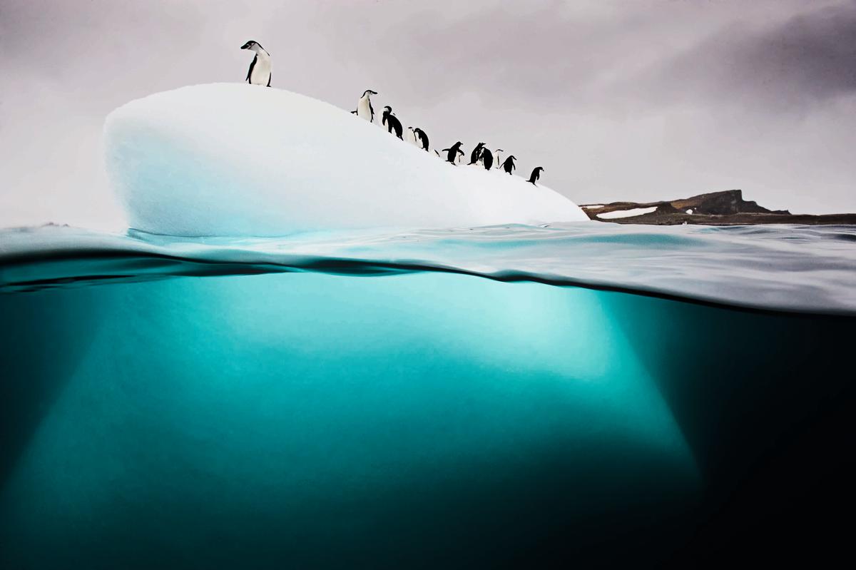Chinstrap and gentoo penguins on a bergy bit or small ice floe off Danko Island, Antarctic Peninsula. (Courtesy of <a href="https://www.facebook.com/phaidoncom/">Phaidon</a>)
