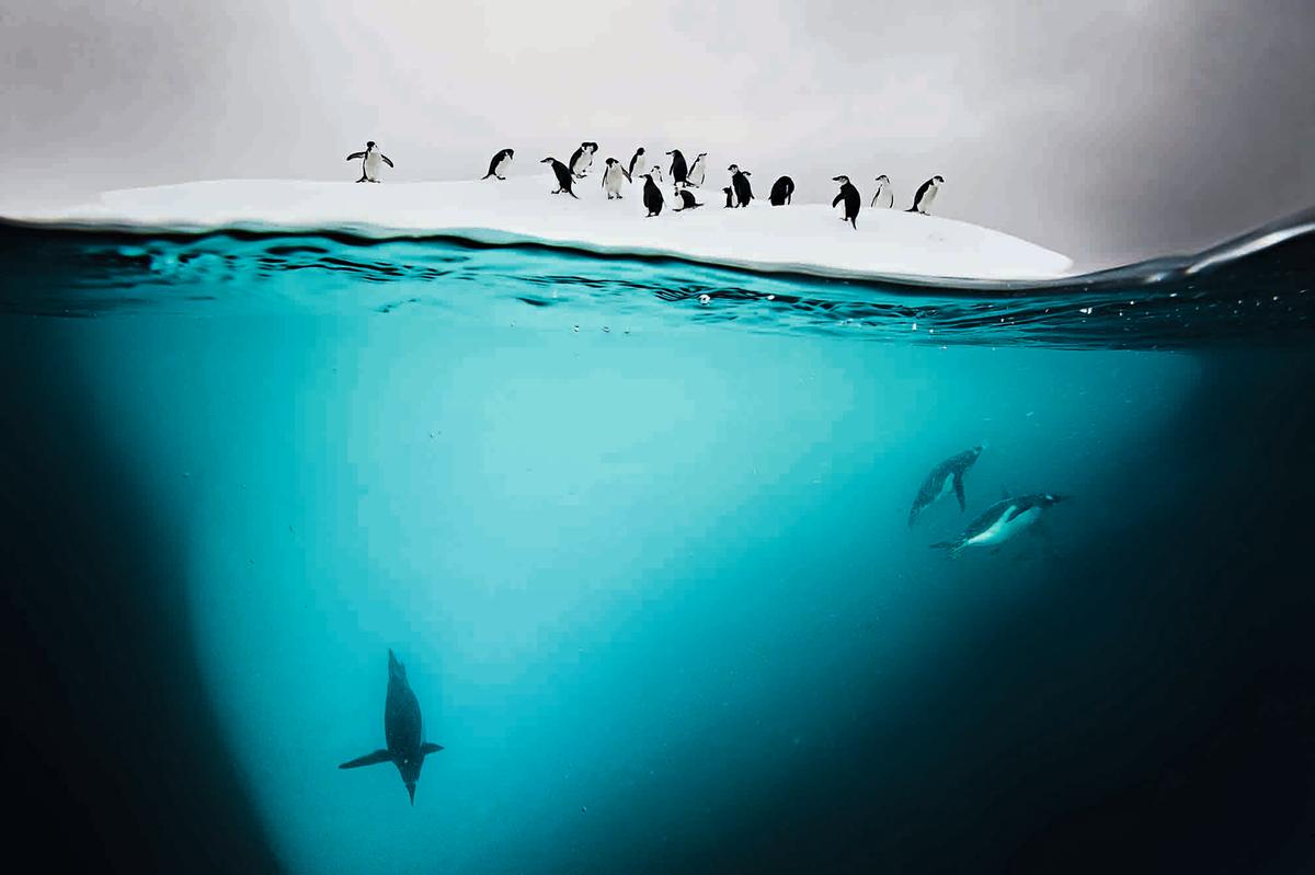 Gentoo and chinstrap penguins on an ice floe near Danko Island, Antarctica. (Courtesy of <a href="https://www.facebook.com/phaidoncom/">Phaidon</a>)
