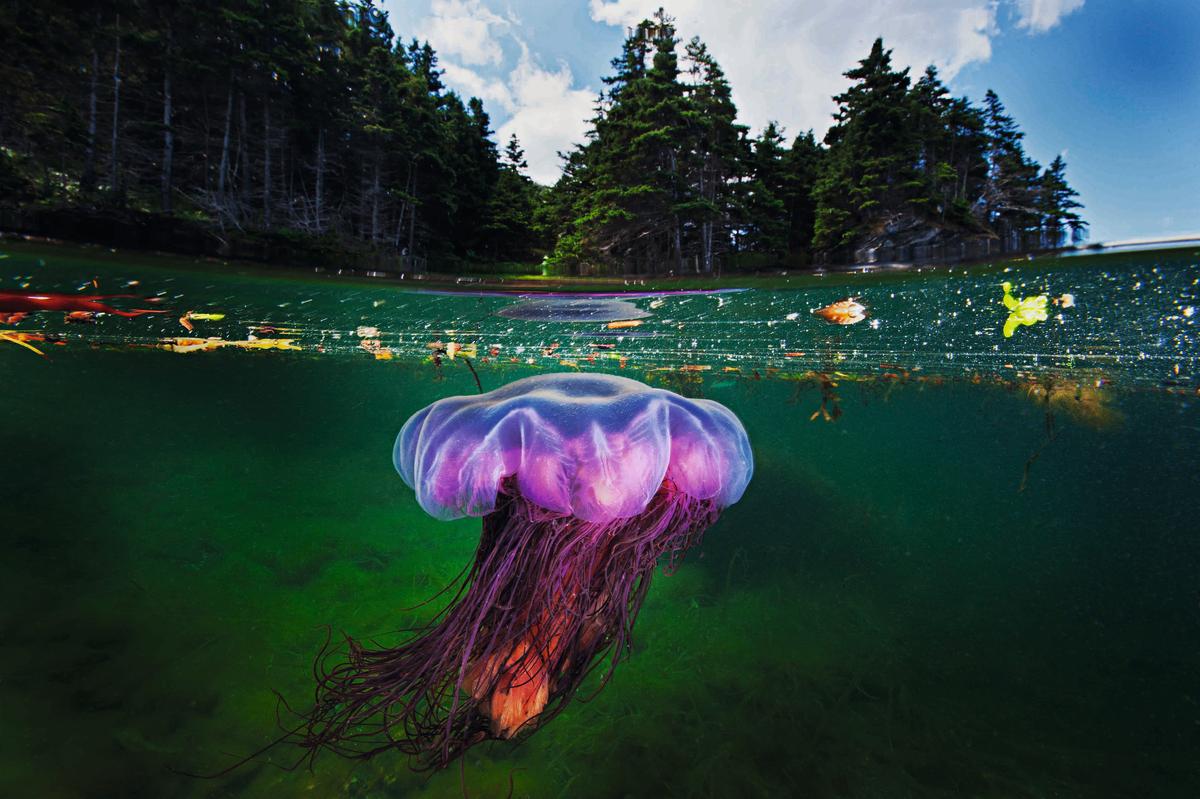 Lions mane jellyfish (Cyanea capillata) drifting in the shallow bays of Bonne Bay Fjord located in Gros Morne National Park, Newfoundland, Canada. (Courtesy of <a href="https://www.facebook.com/phaidoncom/">Phaidon</a>)