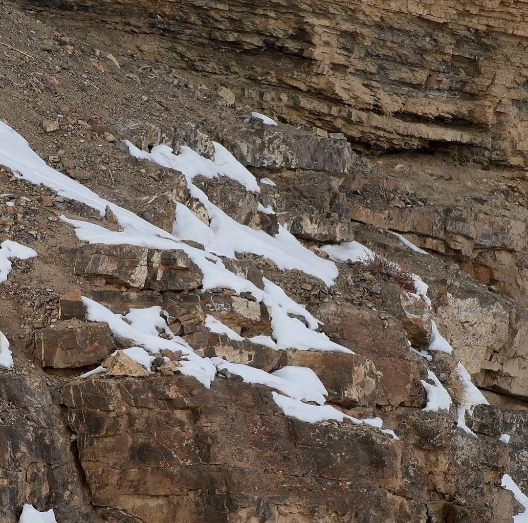 The fourth in the series of hidden snow leopards. (Courtesy of <a href="https://www.instagram.com/ismailshariff/">Ismail Shariff</a>)