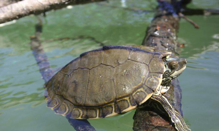 Feds Seek to Protect Map Turtles in 4 Gulf States, Georgia