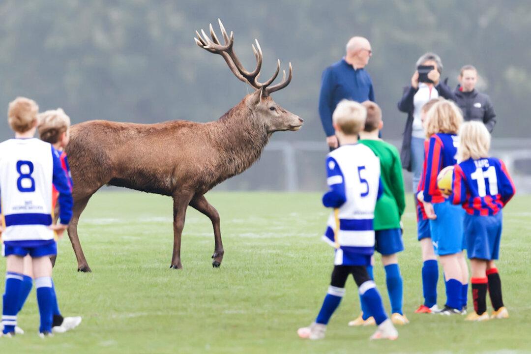 Kids Playing a Football Match Are Stunned After a Deer Jumps Over the Fence to Join the Fun