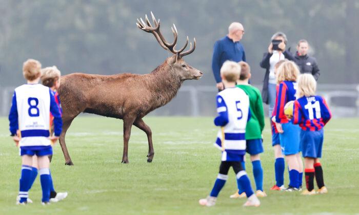 Kids Playing a Football Match Are Stunned After a Deer Jumps Over the Fence to Join the Fun