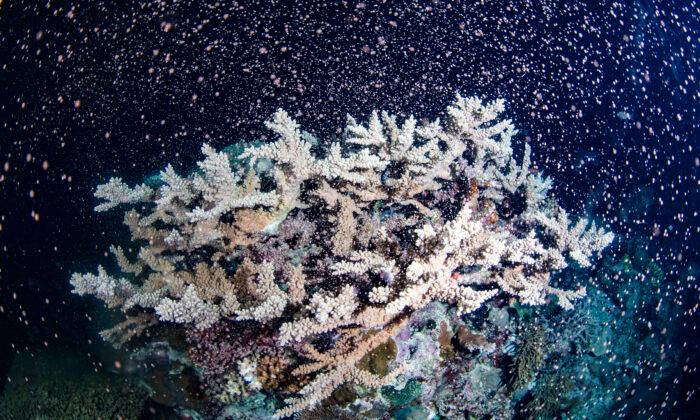 Ancient Reef ‘Hidden in Plain View’ Discovered in Australian Desert