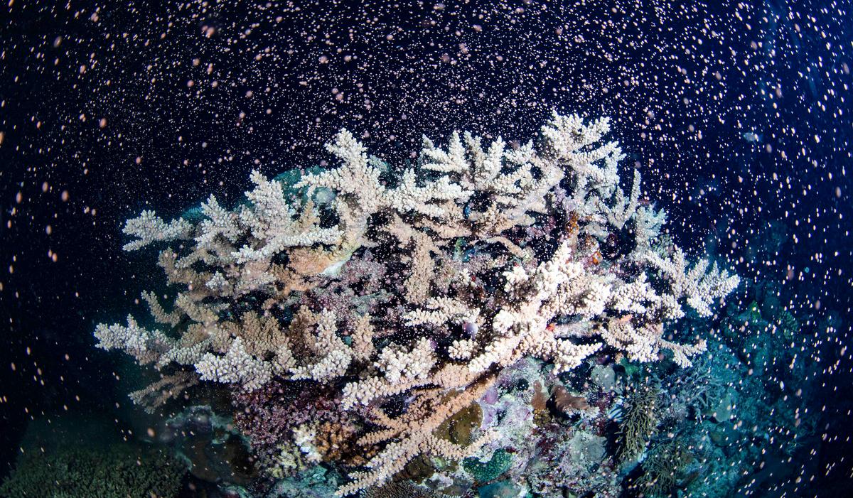 Ancient Reef 'Hidden in Plain View' Discovered in Australian Desert