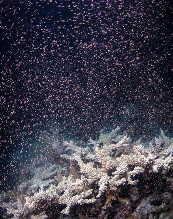 Corals fertilize billions of offspring by casting sperm and eggs into the Pacific Ocean off the Queensland state coastal city of Cairns, Australia, on Nov. 23, 2021. (Gabriel Guzman/Calypso Productions via AP)
