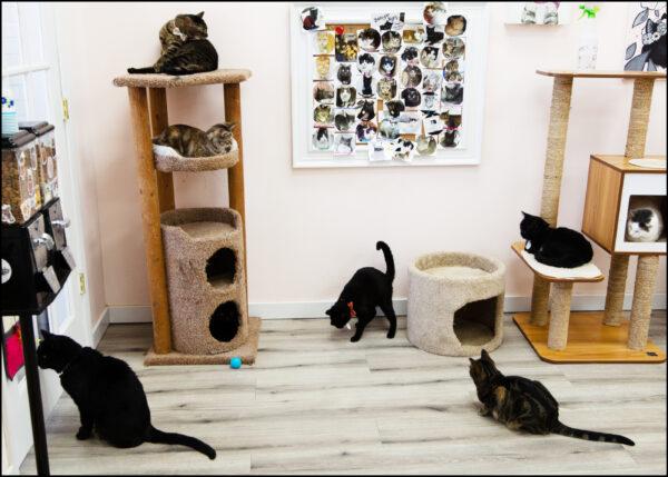Some of the "temporary residents" of The Shabby Tabby cat cafe in Sayville, Long Island. (Dave Paone/The Epoch Times)