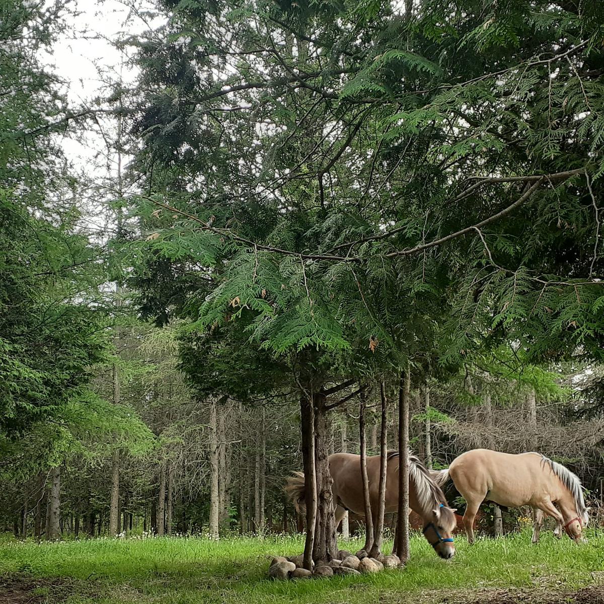 Norweigan fjord horses in the forest. (SWNS)