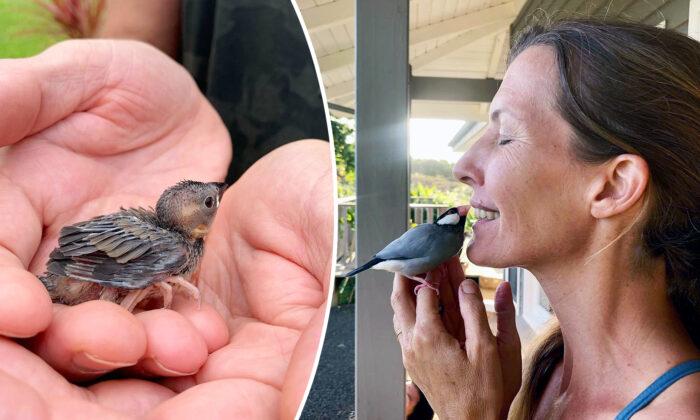 VIDEO: Woman Saved a Baby Java Sparrow Found on the Ground; Now He Visits to Sing to Her