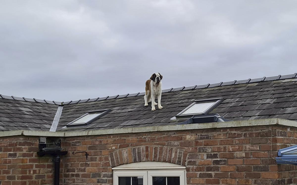 Samson the dog on the roof. (SWNS)