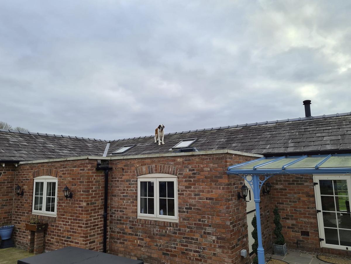 Samson the dog on the roof. (SWNS)
