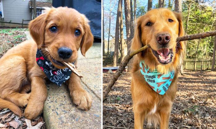 Video: Try Not to Laugh at Dog’s Funny Obsession With Carrying Huge Sticks on Walks