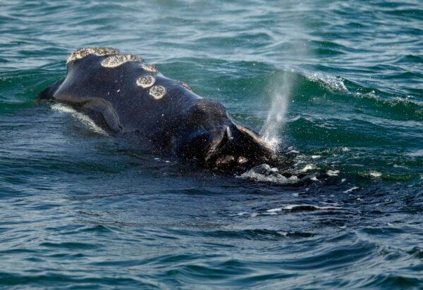 A North Atlantic right whale feeds on the surface of Cape Cod Bay off the coast of Plymouth, Mass., on March 28, 2018. (Michael Dwyer/AP Photo)