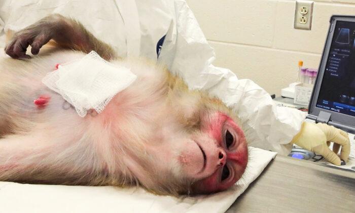 Island of Rhesus Monkeys in South Carolina Exposed as NIAID's Source for 'Excruciating Experiments'