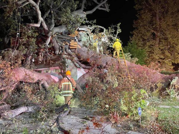 A man was killed when a large tree fell onto a two-story house in Encino, Calif., on Nov. 28, 2021. (Courtesy of Rick McClure and The Los Angeles Fire Department)
