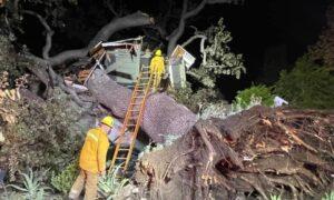 Encino Man Killed When Large Tree Toppled Onto House