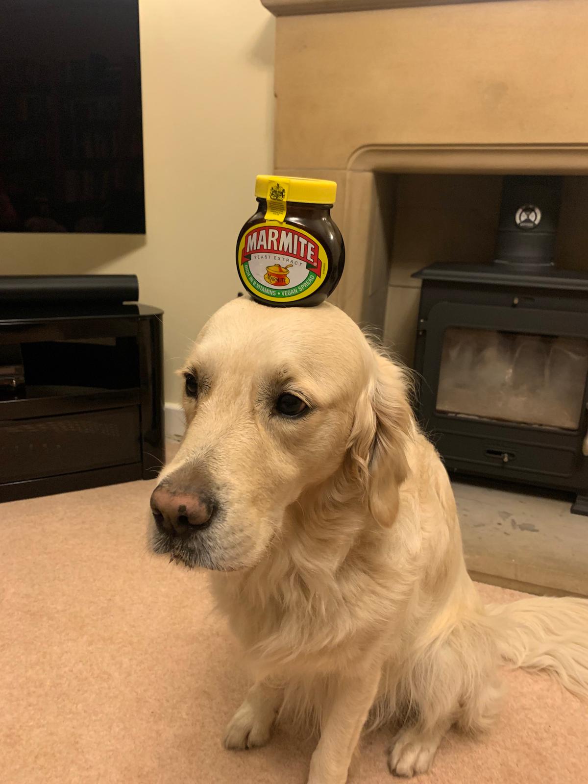 Dexter balanced a jar of Marmite on his head. (Courtesy of Caters News)
