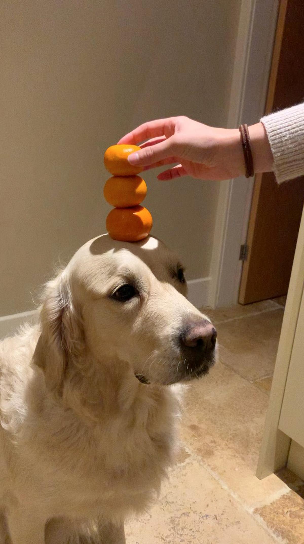 Dexter has three satsumas placed on his head.  (Courtesy of Caters News)