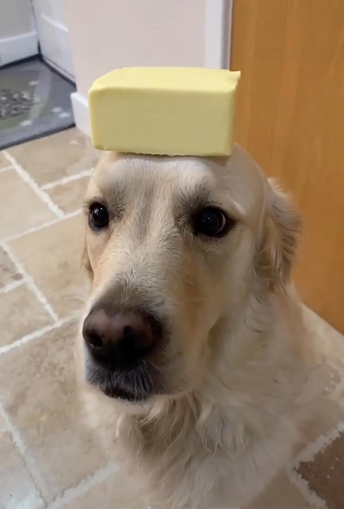 Dexter balancing a stick of butter on his head. (Courtesy of Caters News)
