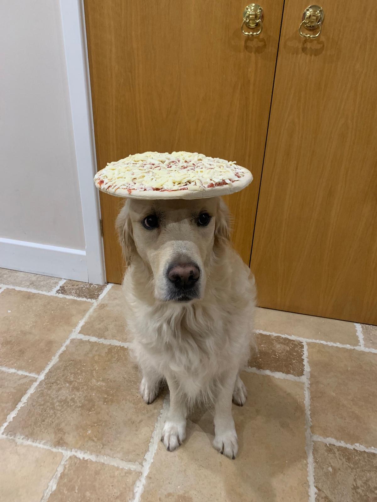 Dexter balancing a frozen pizza on his head. (Courtesy of Caters News)