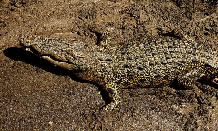 Australian Defence Faces $1.5 Million Fine After Soldiers Mauled by Croc