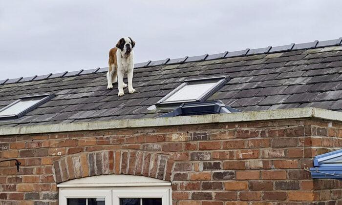 Family Whose Dog Wandered Off Was Surprised to Find Him on the Roof of a Bungalow