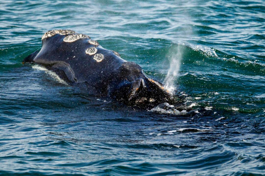 Noise From Offshore Wind Turbines May Lead to Whale Extinction, Environmentalists Say