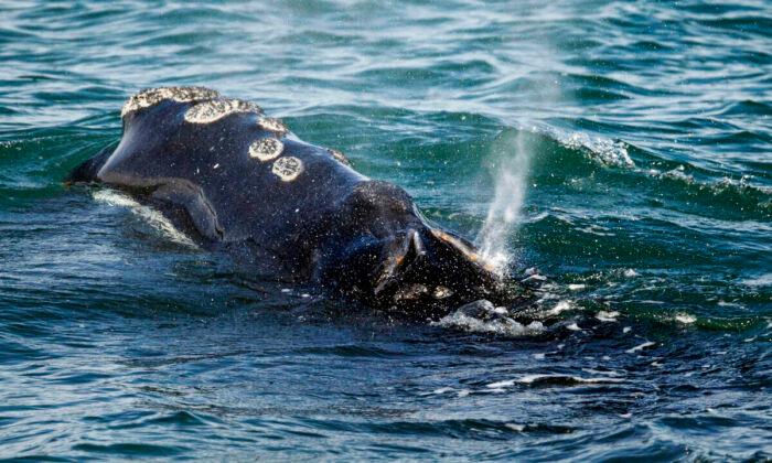 Feds Ask Ships to Slow Down to Protect Rare Whales Near NYC