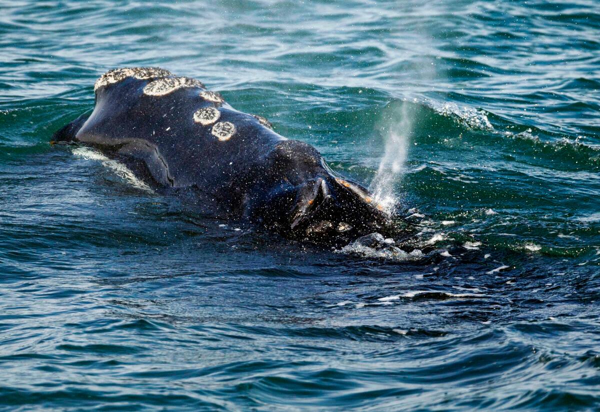 Noise From Offshore Wind Turbines May Lead to Whale Extinction, Environmentalists Say