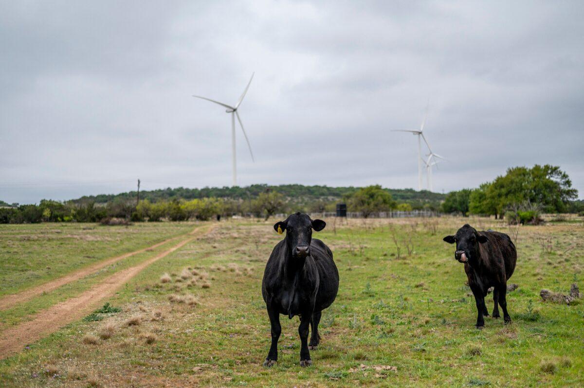 Cows stand in a field on the ranch of cattle rancher Bob Helmers, who recently allowed utility company Engie to build several wind turbines on his land near Eldorado, Texas, on April 16, 2021. (Sergio Flores /AFP via Getty Images)