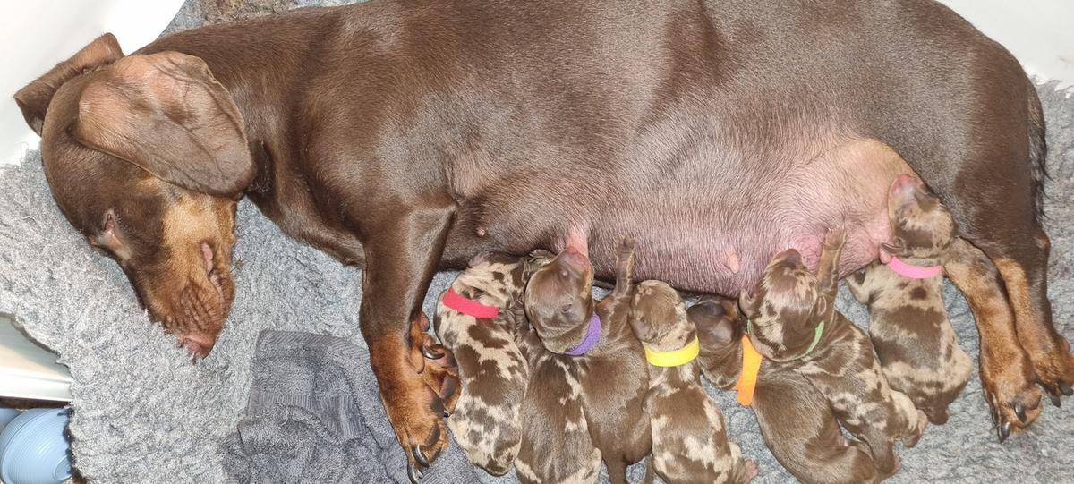 The 10 puppies feeding with Cheesecake. (Courtesy of Caters News)