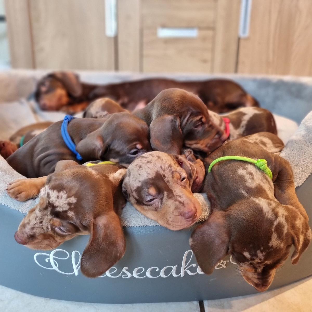 The 10 puppies were asleep. (Courtesy of Caters News)