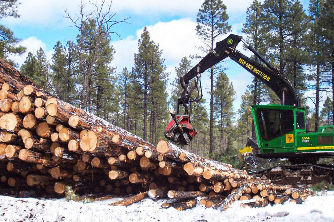 Firewood Sales Surge Ahead of Expected Chilly Winter Weather