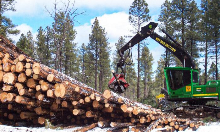 Firewood Sales Surge Ahead of Expected Chilly Winter Weather