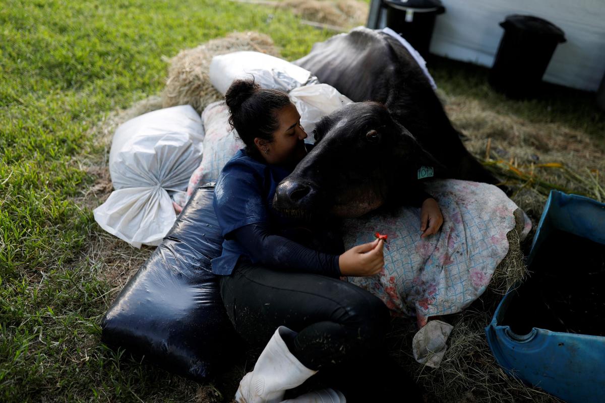 Volunteer Juliana Fraga lies down with a female malnourished buffalo in treatment at a farm where Environmental Police found hundreds of mistreated buffaloes in Brotas, Sao Paulo state, Brazil, on Dec. 1, 2021. (Amanda Perobelli/Reuters)