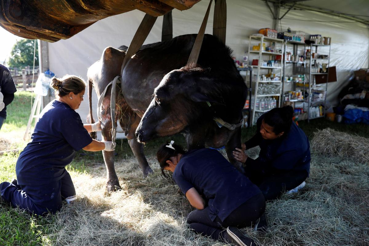 Volunteers treat a malnourished buffalo in a farm where Environmental Police found hundreds of mistreated buffaloes in Brotas, Sao Paulo state, Brazil, on Dec. 1, 2021. (Amanda Perobelli/Reuters)