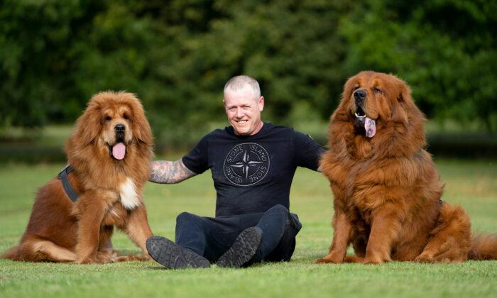 Photos: Rescued Chinese-Tibetan Mastiffs Are So Big That People Mistake Them for Lions
