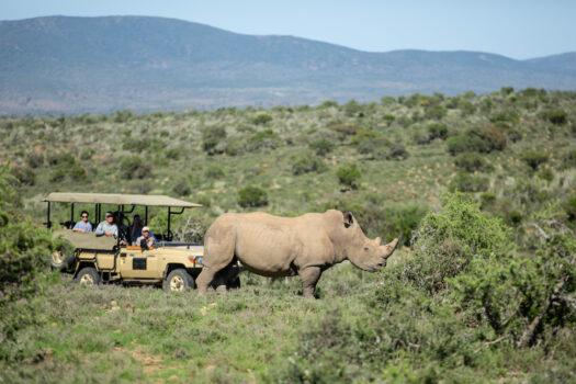 Safari experiences are a part of the daily routine at Magic Hills. Here rhinos, sometimes called “chubby unicorns” by staff, join other endangered wildlife roaming the preserve. (Andrew Howard/Magic Hills)