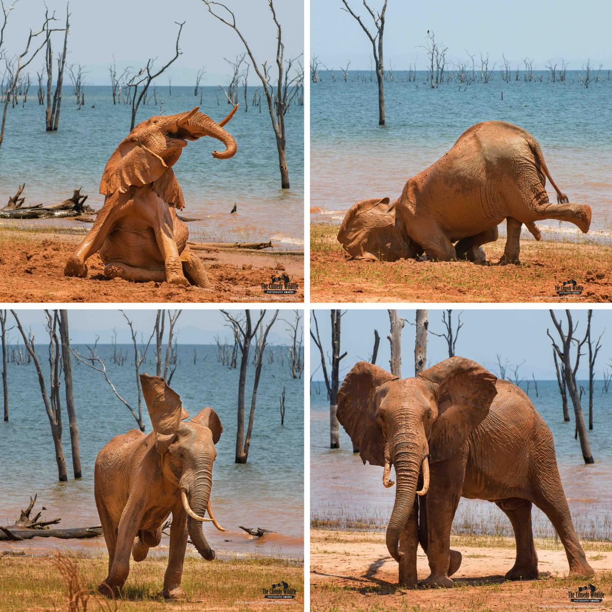 "The Joy of a Mud Bath" by Vicki Jauron. “An elephant expresses his joy in taking a mud bath against the dead trees on the shores of Lake Kariba in Zimbabwe on a hot afternoon.” (Courtesy of Vicki Jauron/<a href="https://www.facebook.com/comedywildlifephotoawards">Comedy Wildlife PhotographyAwards 2021</a>)