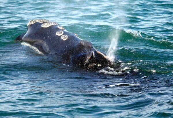 A North Atlantic right whale feeds on the surface of Cape Cod Bay, off the coast of Plymouth, Mass., on March 28, 2018. (AP Photo/Michael Dwyer)