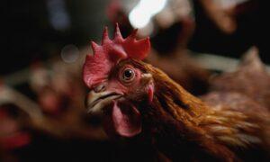 50,000 Chickens Killed in New Zealand Farm Fire Amid Egg Shortage