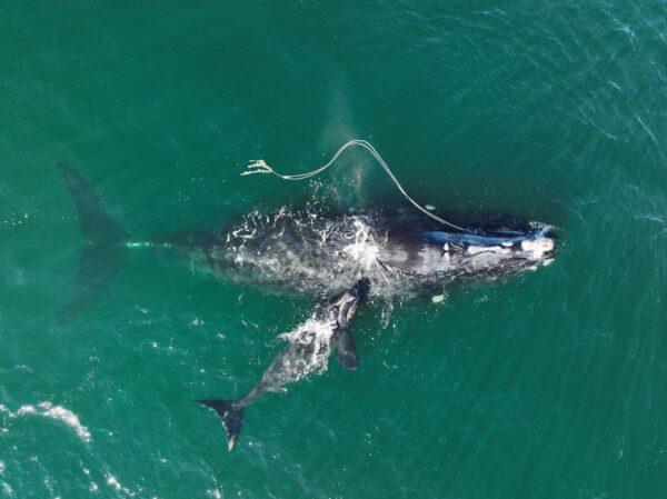 An endangered North Atlantic right whale entangled in a fishing rope was sighted with a newborn calf in waters near Cumberland Island, Ga., on Dec. 2, 2021. (Georgia Department of Natural Resources/NOAA Permit #20556 via AP)