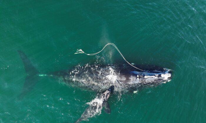 Endangered Whale Gives Birth While Entangled in Fishing Rope