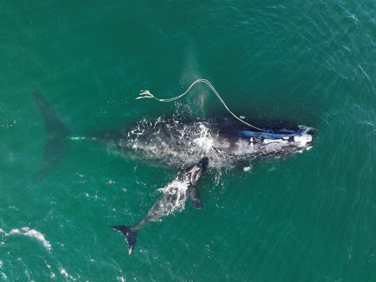 Endangered Whale Gives Birth While Entangled in Fishing Rope
