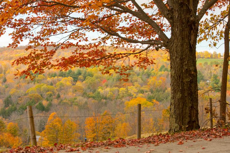 A view from a road looking down at the Vermont countryside which is framed by the branches of this amazing tree and fall folliage. (Cat Rooney)