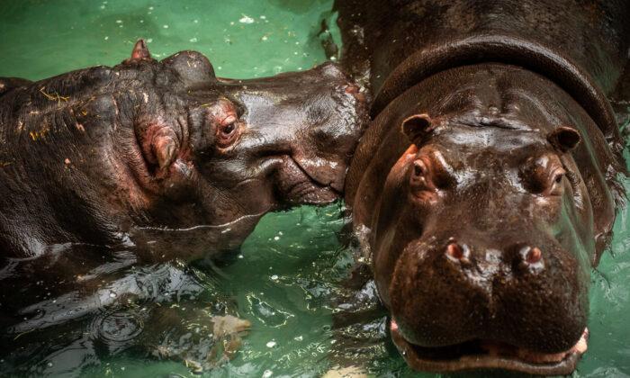 Belgian Zoo Says its Two ‘Runny Nose’ Hippos Contracted COVID-19